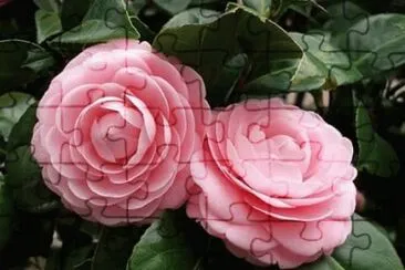 rosas