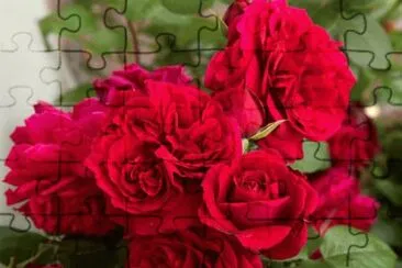 rosas jigsaw puzzle