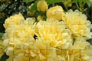 rosas jigsaw puzzle