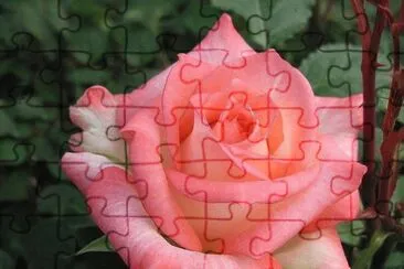 rosas jigsaw puzzle