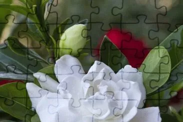 rosas jigsaw puzzle