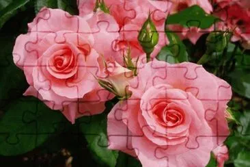 rosas jigsaw puzzle