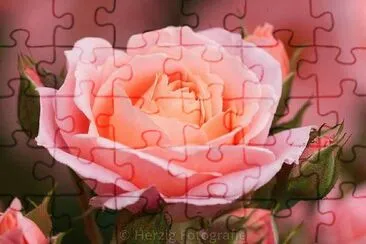 rosas jigsaw puzzle