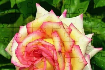 rosas jigsaw puzzle