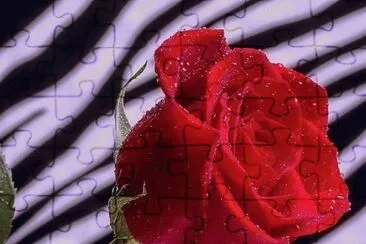 rosas jigsaw puzzle