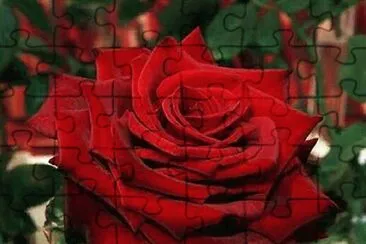 rosas jigsaw puzzle