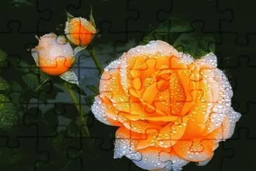 rosas jigsaw puzzle