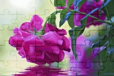 rosas jigsaw puzzle