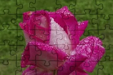 rosas jigsaw puzzle