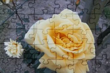 ROSA jigsaw puzzle