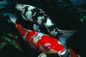 Koi Fish