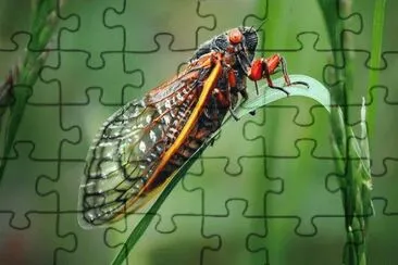 פאזל של Cicada