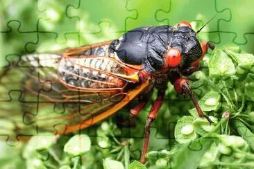 פאזל של Cicada