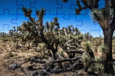 פאזל של joshua-tree-arizona