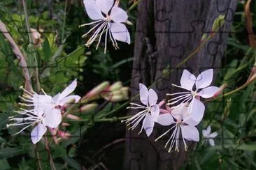 gaura