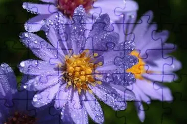 Purple Wildflower