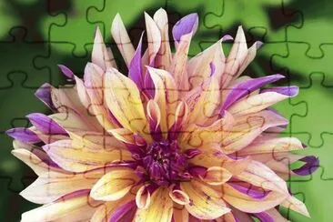 Beautiful Dahlia