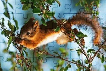 Tiere jigsaw puzzle