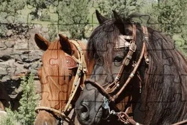 Peruvian Paso Stallion