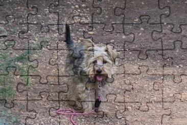 Sally en el campo