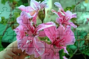 flores jigsaw puzzle