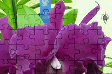 flores jigsaw puzzle