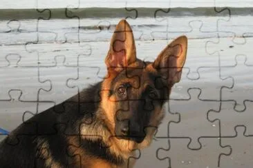 Animali vari jigsaw puzzle