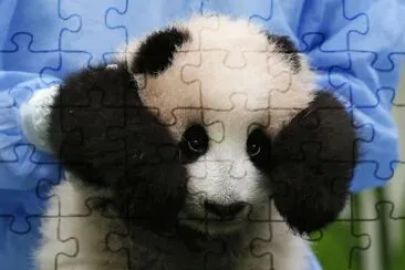 pandita