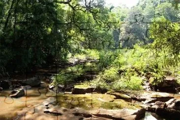 En la selva misionera. Argentina