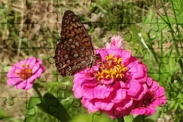 Butterfly on Roses