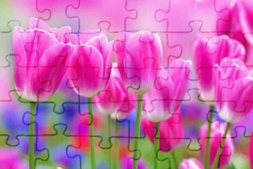 tulipas jigsaw puzzle