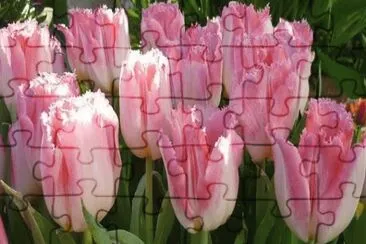 פאזל של tulipas