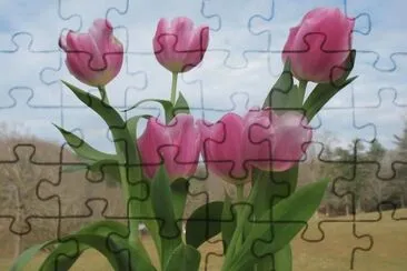 tulipas jigsaw puzzle