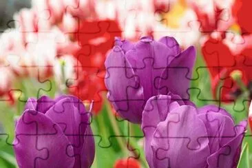 tulipas jigsaw puzzle