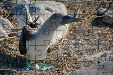 En las Islas GalÃ¡pagos. Ecuador