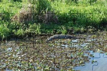 פאזל של Esteros del IberÃ¡. Corrientes. Argentina