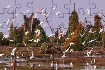 BaÃ±ado La Estrella. Formosa. Argentina jigsaw puzzle