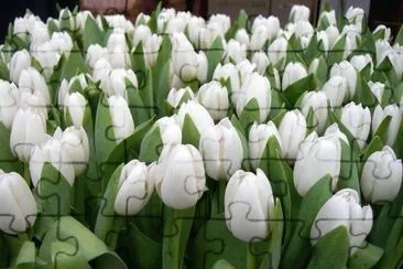 tulipas