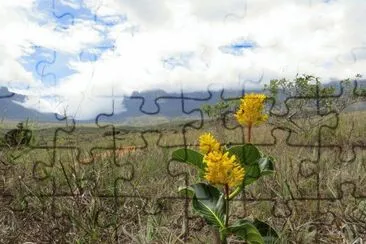 Vegetacão Monte Roraima jigsaw puzzle