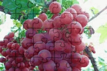 uvas