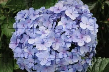 hortensia