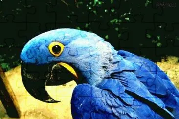 Arara Azul