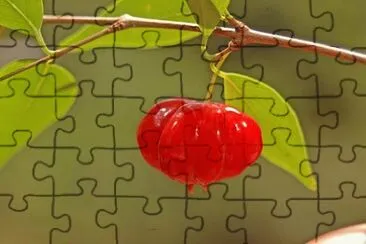 Pitanga jigsaw puzzle