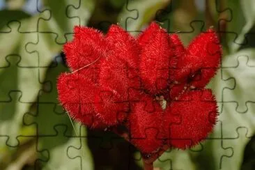 Urucum jigsaw puzzle