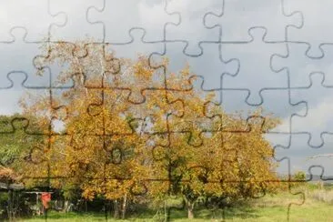 ×¢×¥ jigsaw puzzle