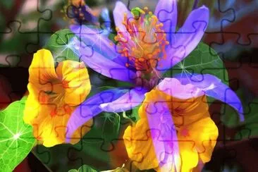 DIVERSAS FLORES jigsaw puzzle