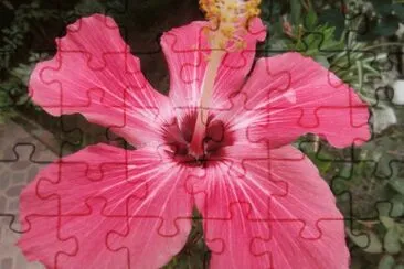 פאזל של HIBISCO