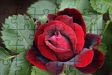 ROSA VERMELHA jigsaw puzzle