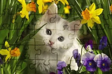 GATINHO jigsaw puzzle