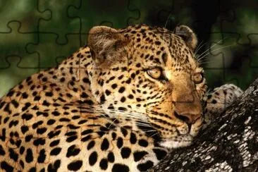 leopardo